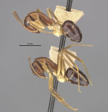 Media type: image;   Entomology 17011 Aspect: habitus lateral view
